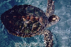 Turtles by Vito Lorusso 